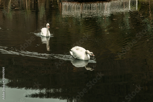 Birds in the park pond. Swans are the largest species of waterfowl. The elegance of nature. Two white swans are swimming in a pond. Two swans on the lake. Two white swans in a pond on a cloudy day.  photo