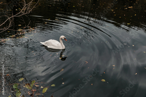 A white swan in a park pond. The elegance of nature. One white swan swims in a pond on the lake. Swans are the largest species of waterfowl. A white swan on the water on a cloudy day.  photo