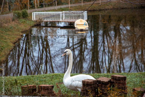 The elegance of nature. Birds in the park pond. Two white swans are swimming in a pond. Two swans on the shore of the lake. Two white swans by a pond in the green grass on a cloudy day.  photo