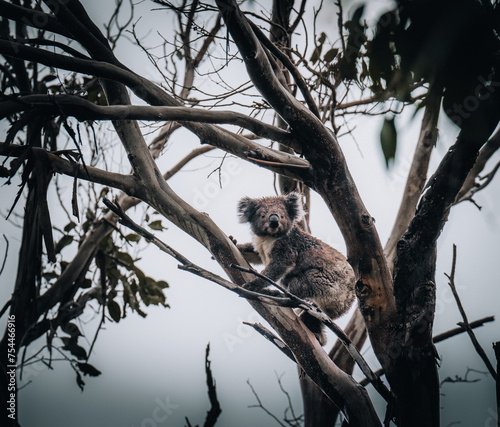 Koala in the wild with gum tree on the Great Ocean Road  Australia. Somewhere near Kennet river. Victoria  Australia.