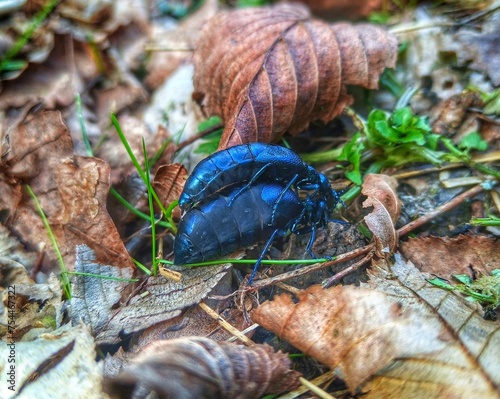 Meloe violaceous. Insects in nature.