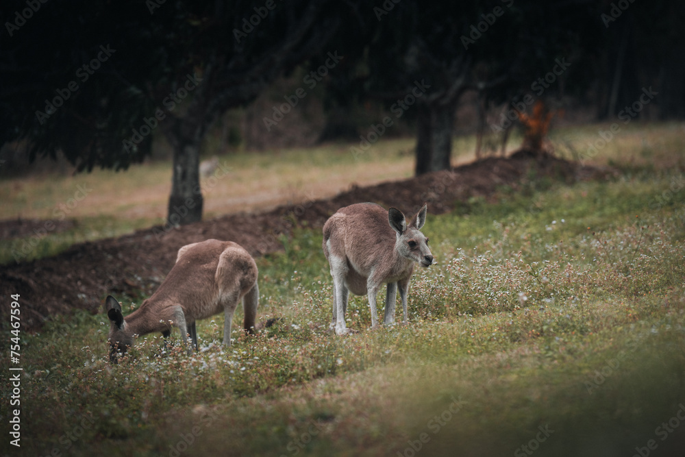 Kangaroo Wallaby is hiding in the grass on the shore of the lake. Australian wildlife. Queensland Kangaroo Wallaby is hiding in the grass on the shore of the lake. Australian wildlife. Queensland
