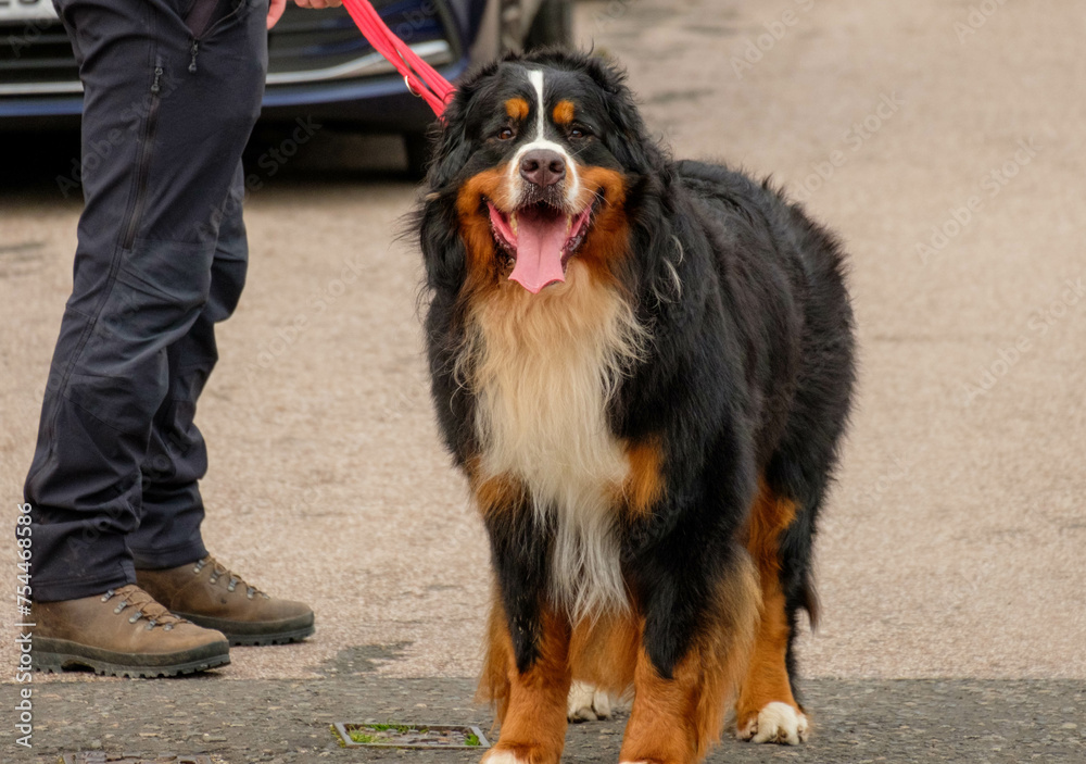 Bernese mountain dog looking at camera with tongue out. Adorable cute dog outside on a walk. Bernese mountain dog looking at camera with tongue out. Adorable cute dog outside on a walk.