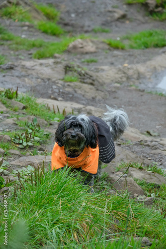 Adorable cute dog outside on a walk. Small toy adventurous dog wearing orange jacket. Fluffy small dog. 