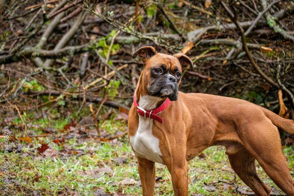 Adorable cute dog outside on a walk. Boxer dog playing in forest park. 