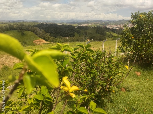 tree leaf and nature landscape in the background