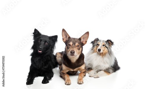 group of three dogs a croatian sheepdog an australian kelpie and a shetland sheepdog sheltie lying together on a white background in the studio