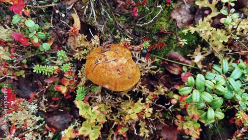 Podosinovik mushroom in the mountains of Khibiny. Forest red-headed mushroom in the tundra autumn. The forest is rich in mushrooms. 