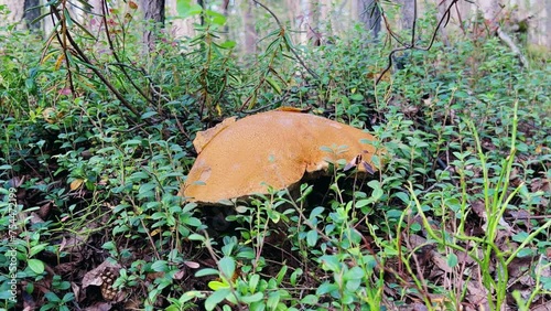 Podosinovik mushroom in the mountains of Khibiny. Forest red-headed mushroom in the tundra autumn. The forest is rich in mushrooms. 