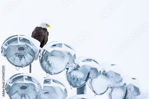 Bald Eagle perched above large light bulbs