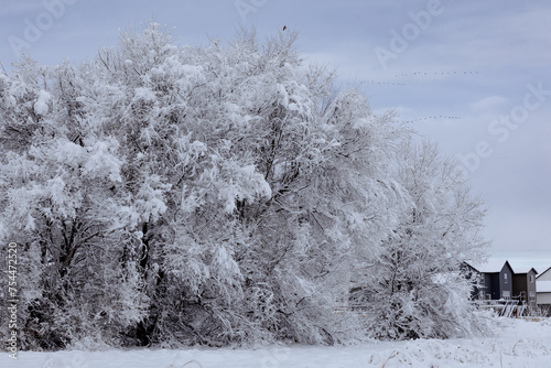 Snowy winter scene