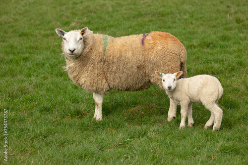 Lambing time in the Yorkshire Dales with one sheep and her young lamb facing camera in early Springtime. Green grass field. Horizontal.  Space for copy