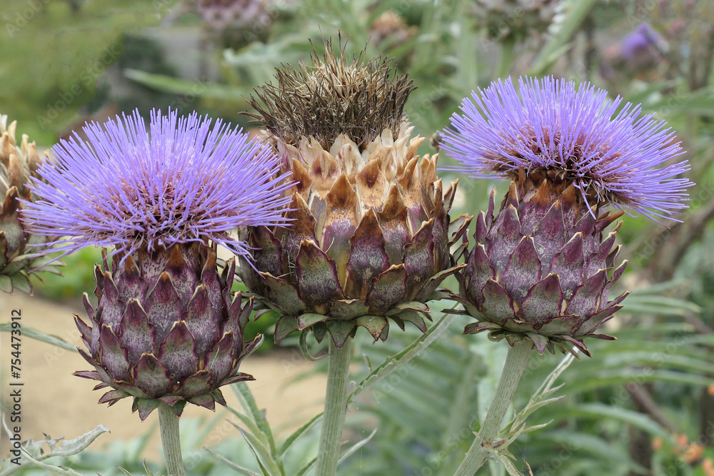 Closeup of the purple flowerhead of the summer flowering garden plant cynara cardunculus.