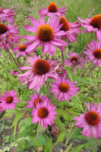 Closeup of the pink flowers and purple centre cones of the summer flowering herbaceous perennial prairie garden plant Echinacea purpurea.