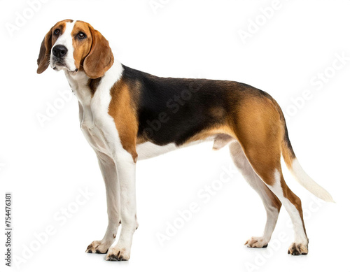 American foxhound stehend isoliert auf weißen Hintergrund, Freisteller