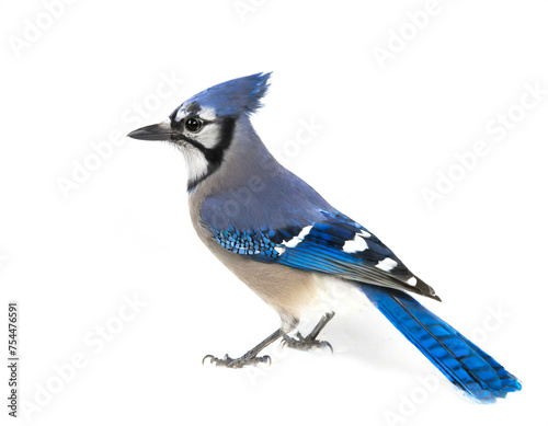 blauhäher vogel isoliert auf weißen Hintergrund, Freisteller