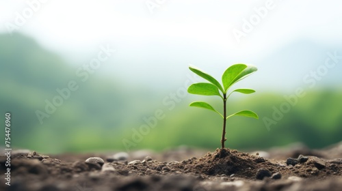Tree Sapling In Dirt Close-up Isolated On Blured Background
