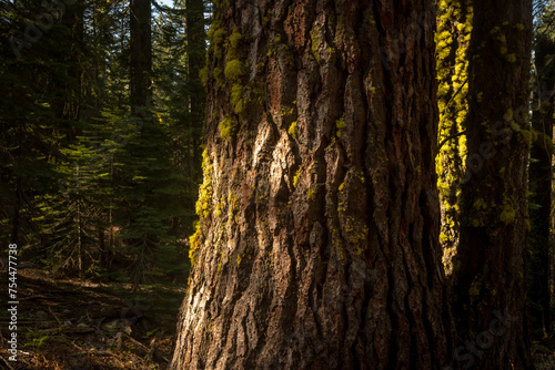 Soft Morning LIght Shows The Detail Of Moss Covered Pine In Yosemite