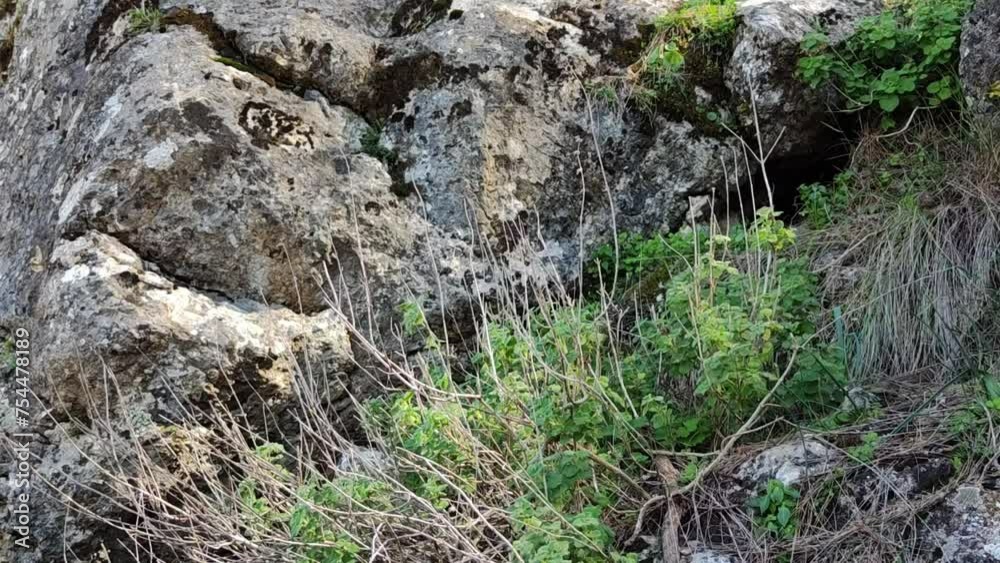 The shadow of the branches is projected on the large rock while the other plants move The shadow of the branches is projected on the large rock while the other plants move