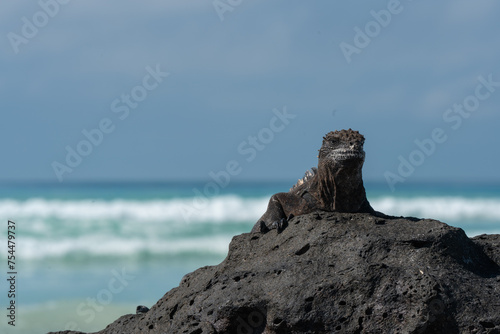 Iguana en playa Tortuga Bay en Galápagos