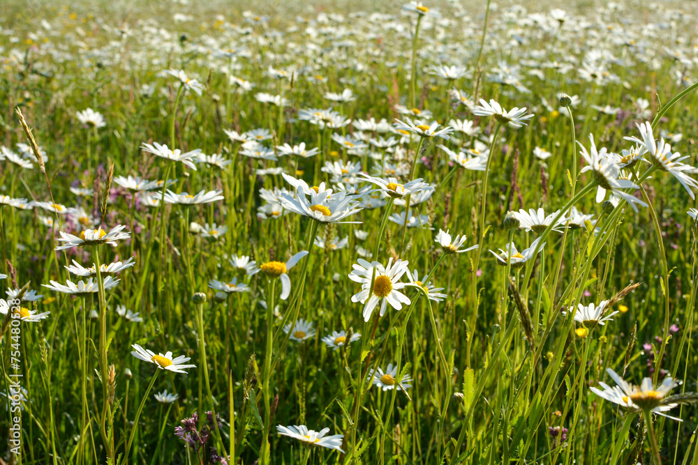 Fototapeta premium Many daisies on a meadow in nature