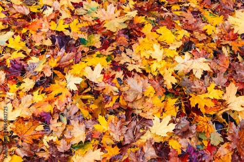 Autumn maple leaves. Background, texture, copy space
