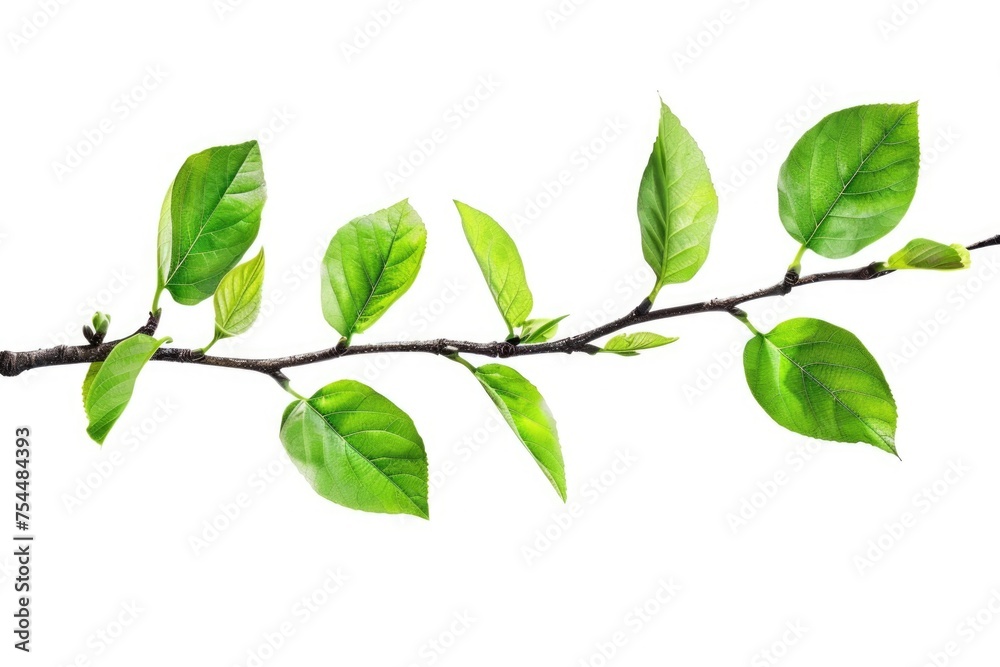 Branch with green leaves on a white background. Suitable for botanical designs Branch with green leaves on a white background. Suitable for botanical designs
