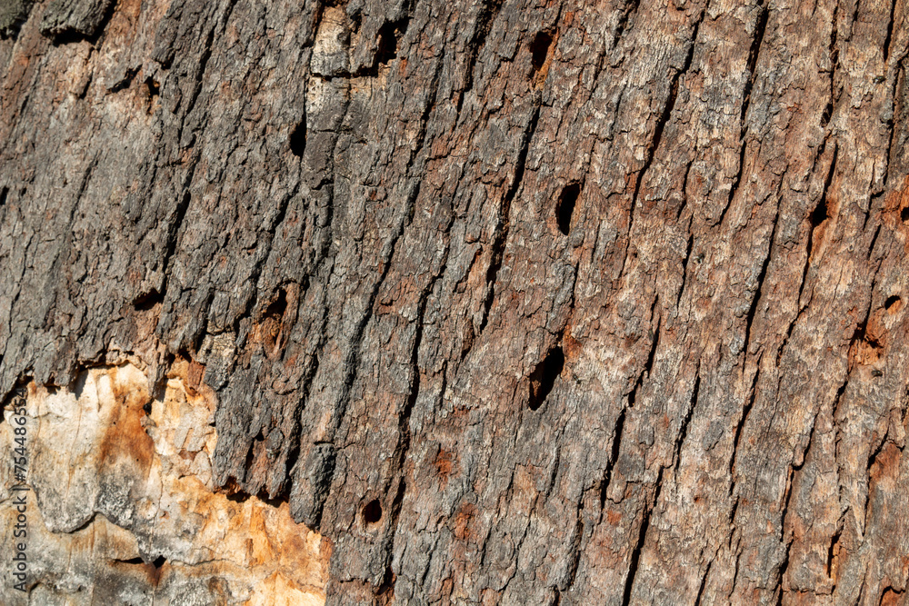 Bark of a tree in a sunlight, Lednice, Czechia