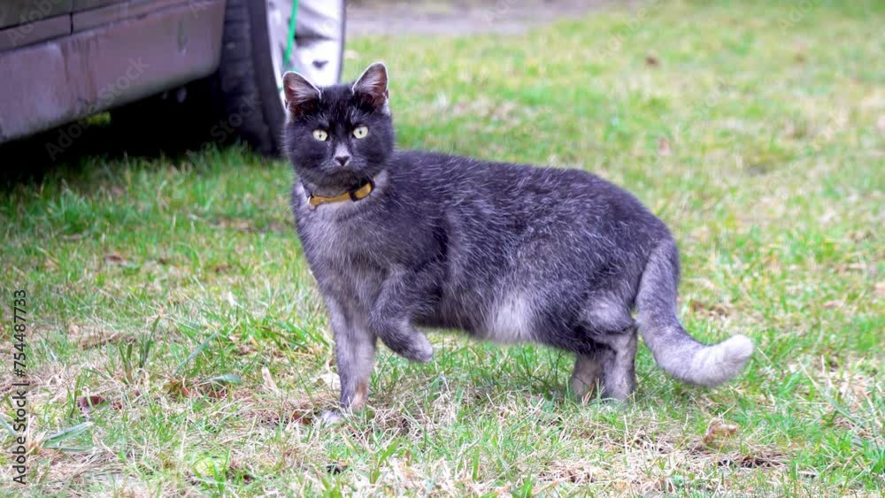 The cat cuts while observing the photographer from a safe distance The cat cuts while observing the photographer from a safe distance