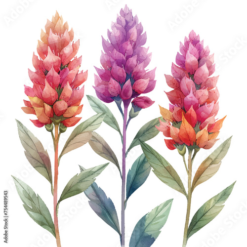 beautiful celosia flower vector illustration in watercolour style photo