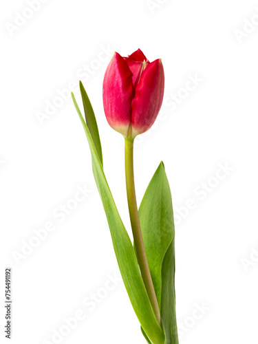 One red tulip isolated on white