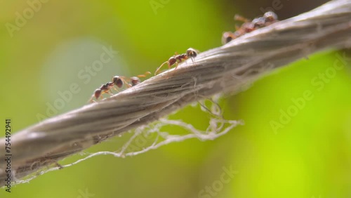 macro video of the ants walking on the rope.