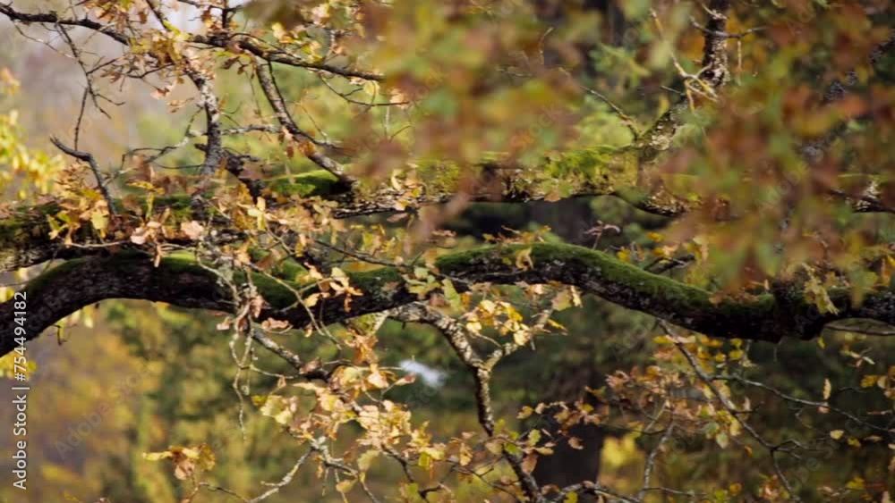 Heavily Mossy Old Oak Branch with Yellow-Brown Falling Leaves. Oaks are Keystone Species in a Wide Range of Habitats from Mediterranean Semi-desert to Subtropical Rainforest. Heavily Mossy Old Oak Branch with Yellow-Brown Falling Leaves. Oaks are Keystone Species in a Wide Range of Habitats from Mediterranean Semi-desert to Subtropical Rainforest.