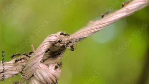 macro video of the ants walking on the rope.