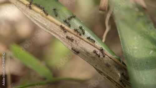 macro video of the ants walking on the leaves