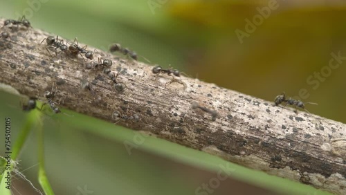 macro video of the ants walking on the branch