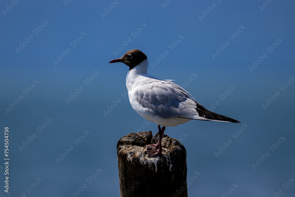 Lachmöwe auf Pfosten- Chroicocephalus ridibundus Lachmöwe auf Pfosten- Chroicocephalus ridibundus
