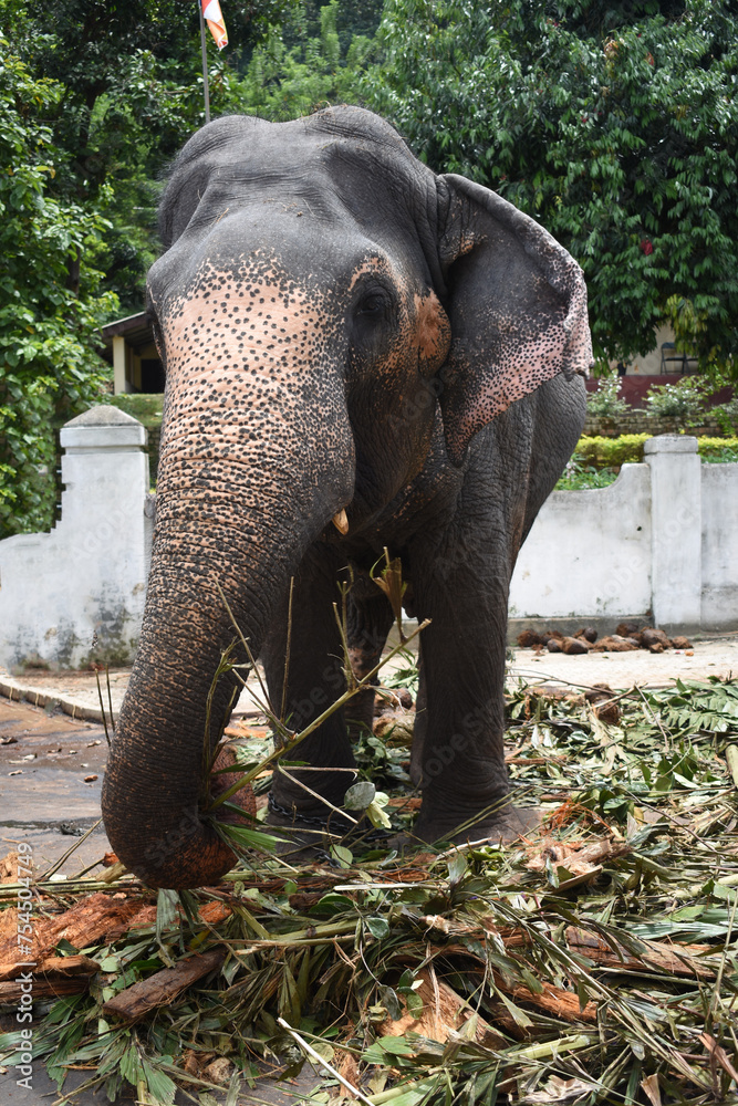 Fototapeta premium An elephant who arrives to participate in Kandy Esala Perahera at Temple of the Tooth (Sri Dalada Maligawa), Kandy, Sri Lanka.