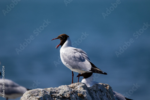 Photos Lachmöwe auf Stein am Lachen - Chroicocephalus ridibundus