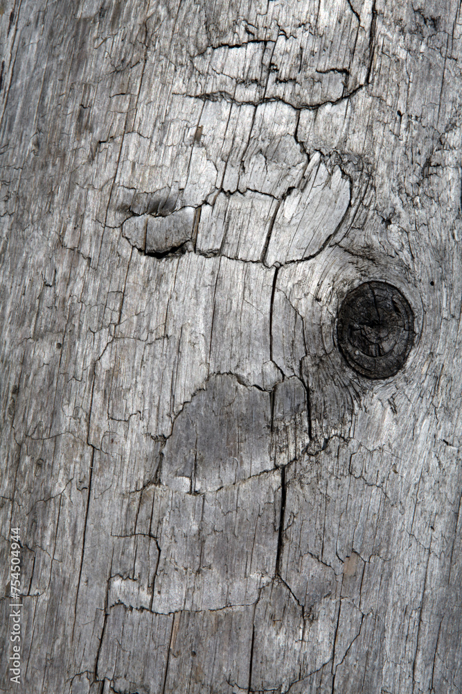 Wood on the beach - Victoria - British Columbia - Canada