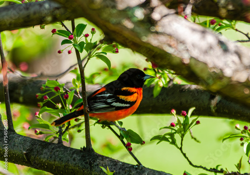 Εκτύπωση καμβά Baltimore oriole (Icterus galbula) perched in a tree.