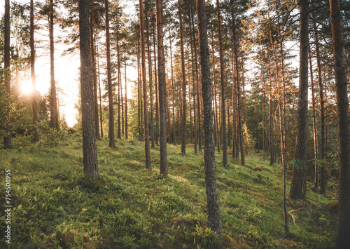 Forest scene in Sweden © Christian