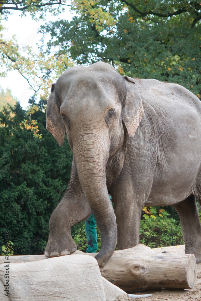 Fototapeta premium Elephant stepping on a log, animal portrait