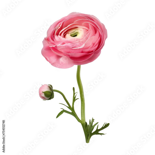 Pink color buttercup isolated on transparent background.