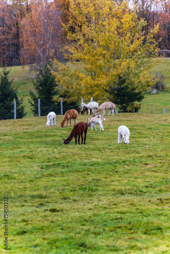 Small green glade with few llamas and alpacas walking and eating at cloudy afternoon (ID: 754513323)