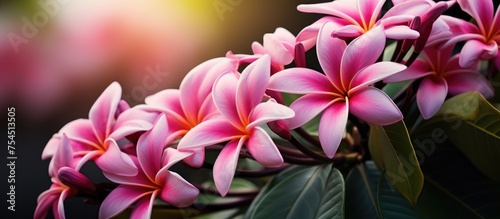A collection of pink Frangipani flowers, also known as Plumeria rubra, with green leaves in the background. The vibrant pink petals contrast against the lush greenery of the leaves. photo