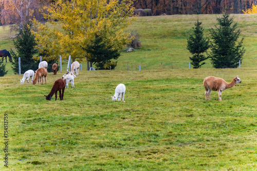 Small green glade with few llamas and alpacas walking and eating at cloudy afternoon (ID: 754513759)