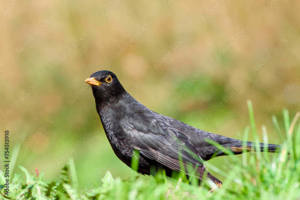 Fototapeta premium common blackbird on a sunny day close-up