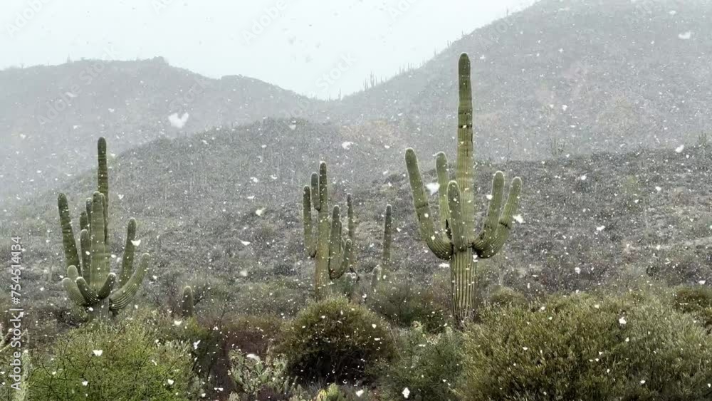 Saguaro cactus with snow falling in the Arizona desert