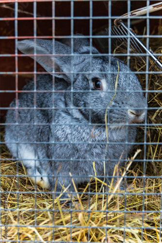 Beautiful small rabbit sitting inside small cage at small farm (ID: 754516354)